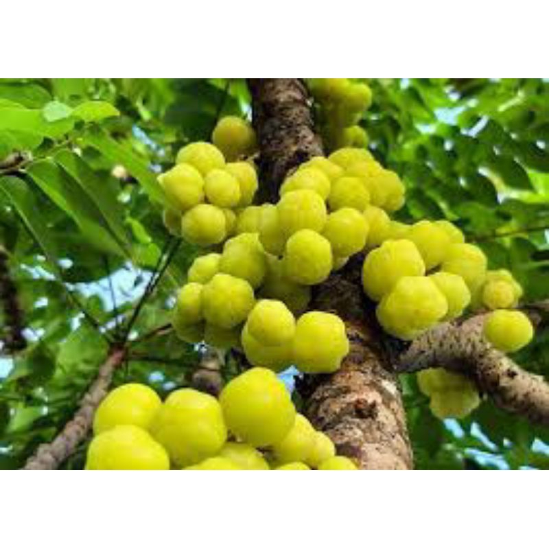 

buah cerme segar mantap harga murah promo 500grm