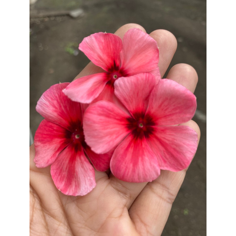 Benih bunga vinca orange