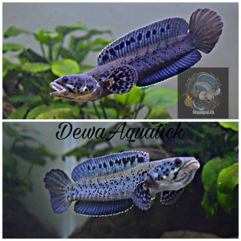 Full Pelet Chana Orna Yellow Grade A+ Full Dot Bergaransi