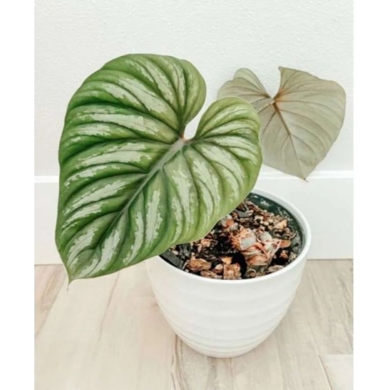 tanaman hias plowmanii black face narrow / plomani