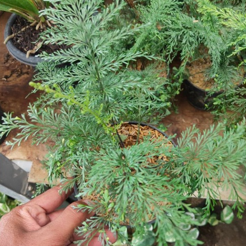 Tanaman  pohon pakis paku  Pakis Paku (Davallia Solida) - pakis paku - FloristaJavanica