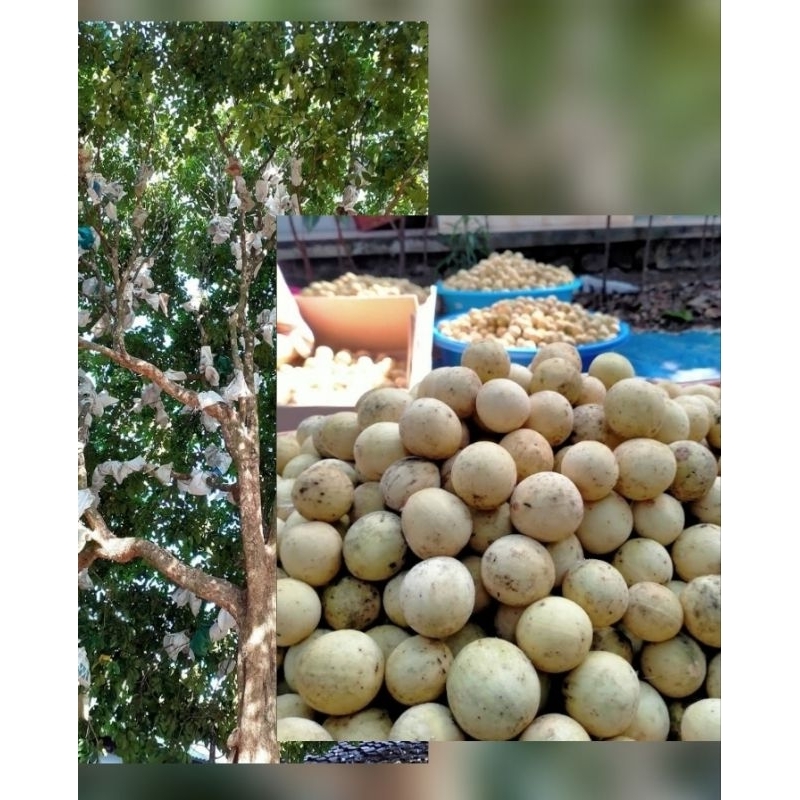 BIBIT DUKUH manis