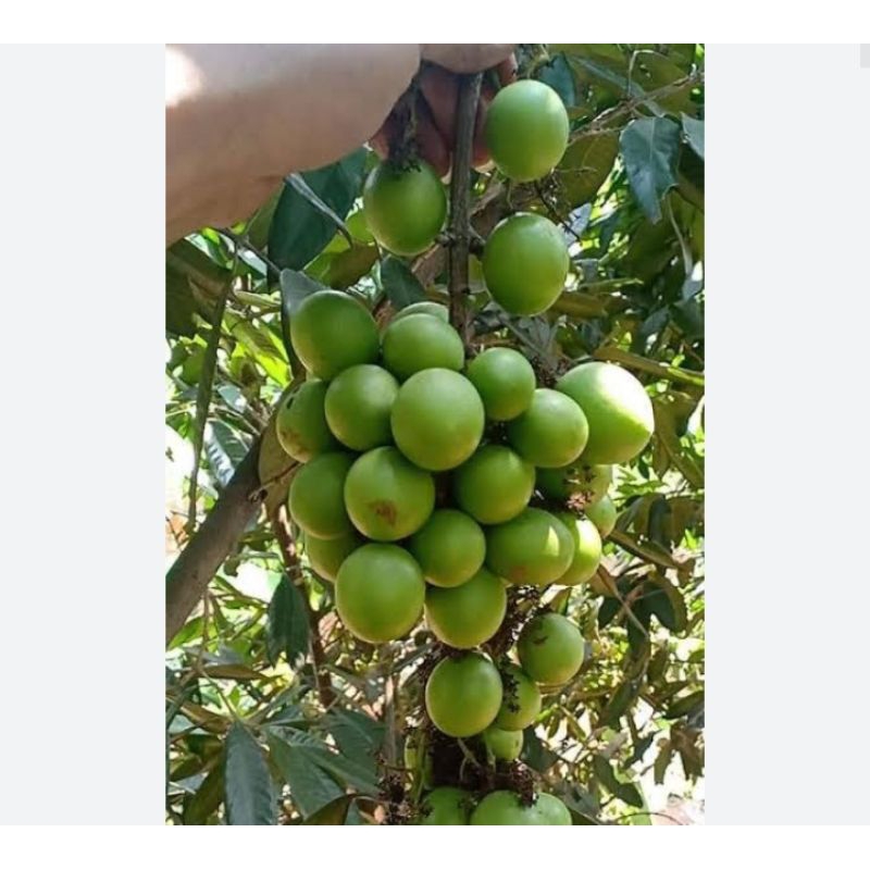 

Buah gandaria 250 gram buah Jatake buah langka buah musiman buah ibu ngidam