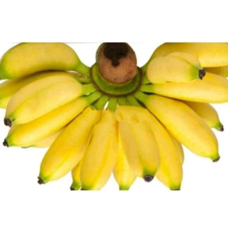 

Pisang Banten 1 sisir