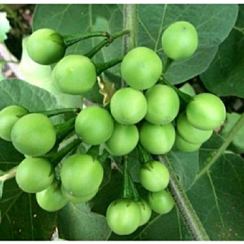 

BUAH TAKOKAK HIJAU FRESH || Maks 20 Buah