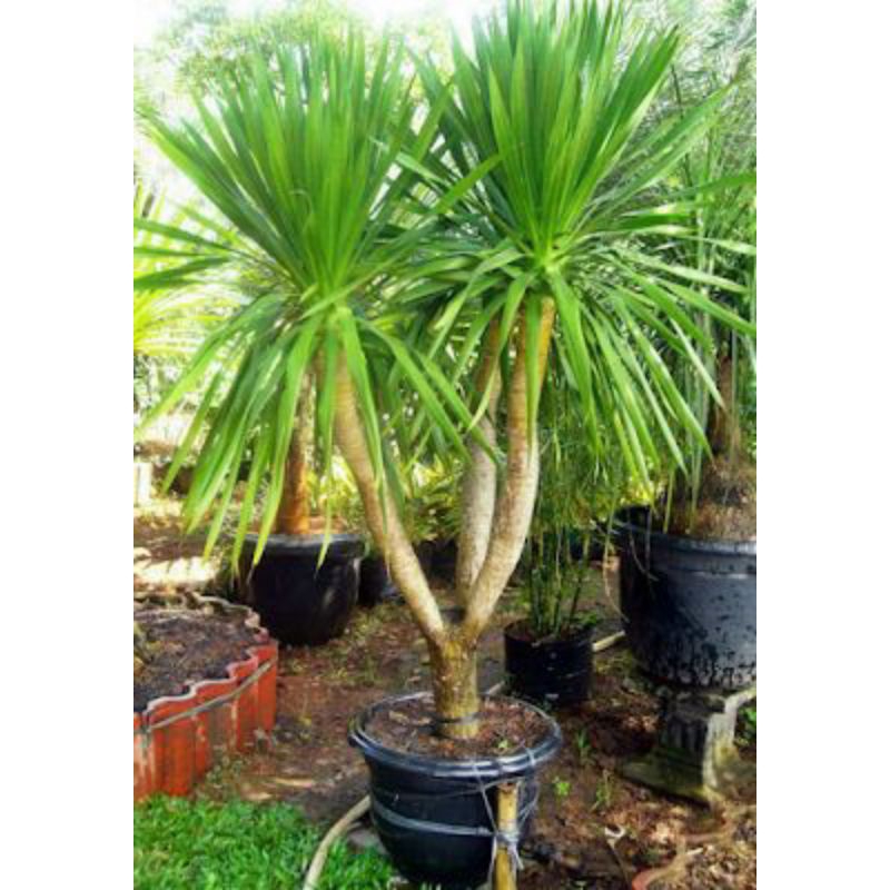 tanaman hias pandan bali jumbo