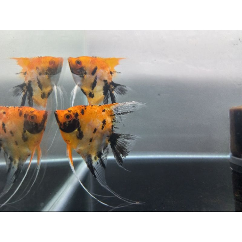 SEPASANG PROVEN MANFISH KOI