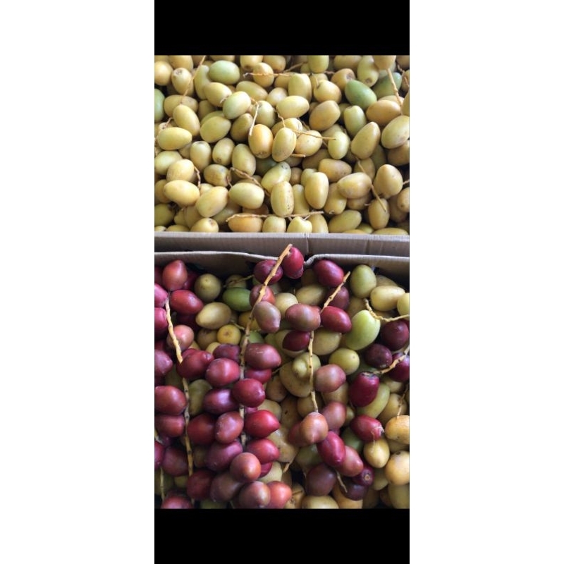 

kurma muda barhee