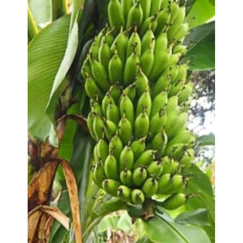 

Pisang uli mentah satu sisir