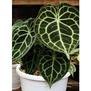 Anthurium Clarinervium Dark Form queen