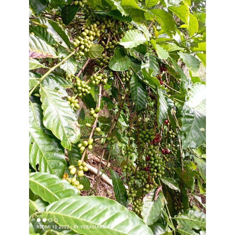 

KOPI kering robusta,siap goreng