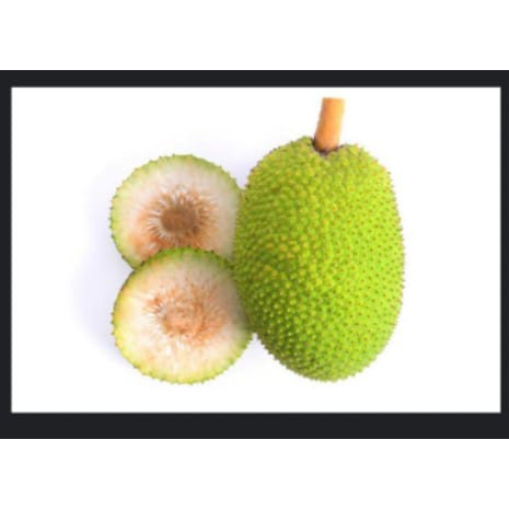 

Sukun segar, buah sukun, sukun