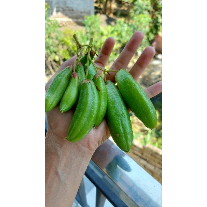 

Belimbing Wuluh per buah