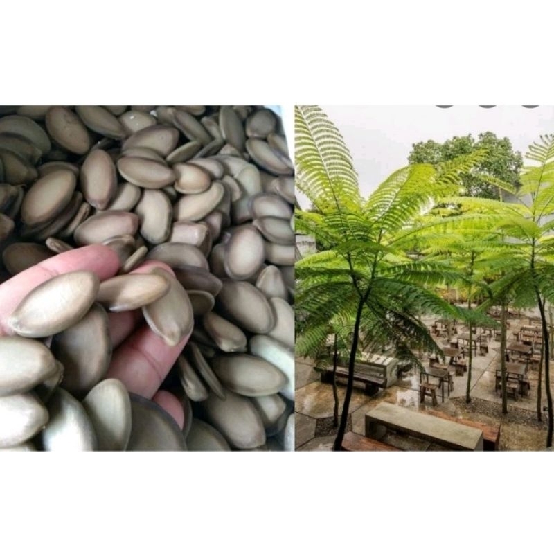 Benih Biji Pohon Solobium Pakis Brazil