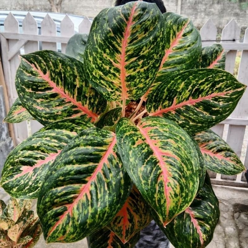 Tanaman Hias Big papa/ Aglonema Big Papa/ Tanaman hias murah meriah