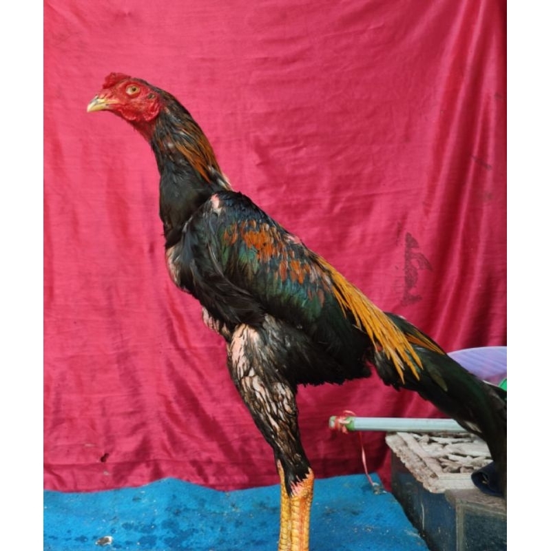 ayam bangkok jenis birkok wiring kuning