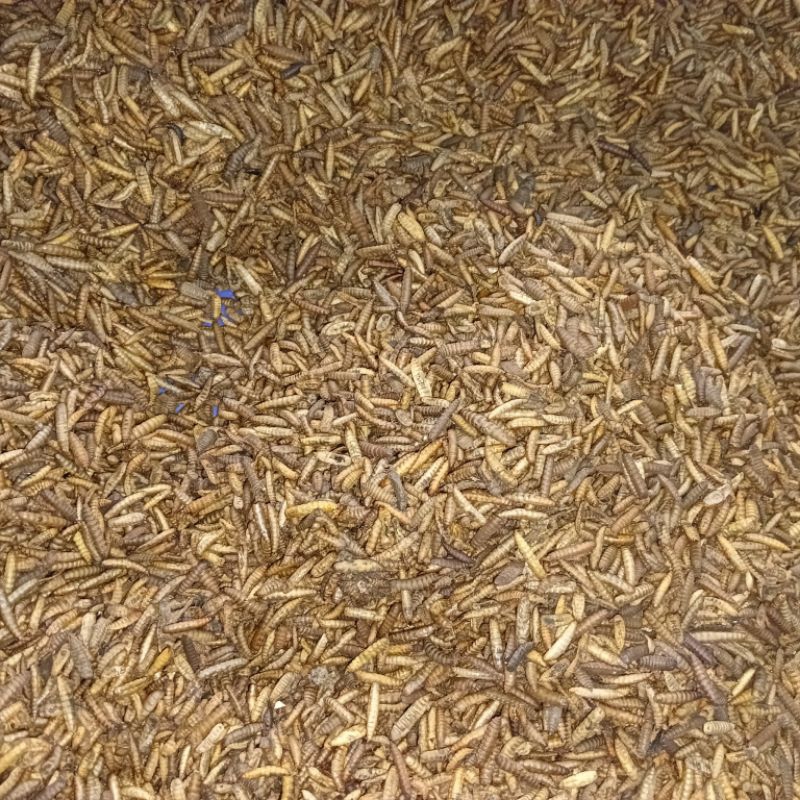 Maggot Kering BSF Grade B 1Kg