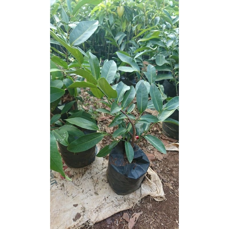 BIBIT BLACK SAPOTE jumbo unggul hasil cangkok cepat berbuah ujiran sedang