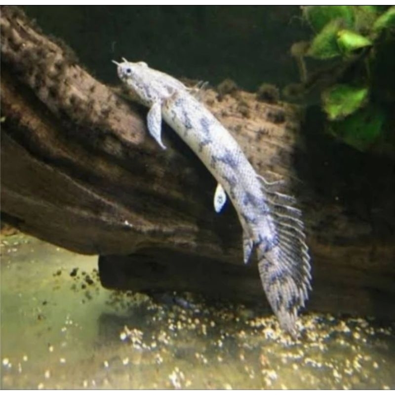 Palmas Endlicheri | Ikan Naga | Hiasan Aquarium