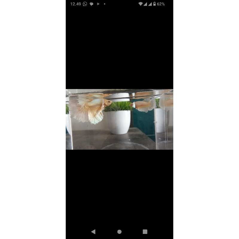 Halfmoon DumboEar SoftGold