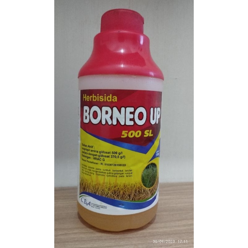Herbisida Sistemik Borneo Up 500 SL mati sampai akar