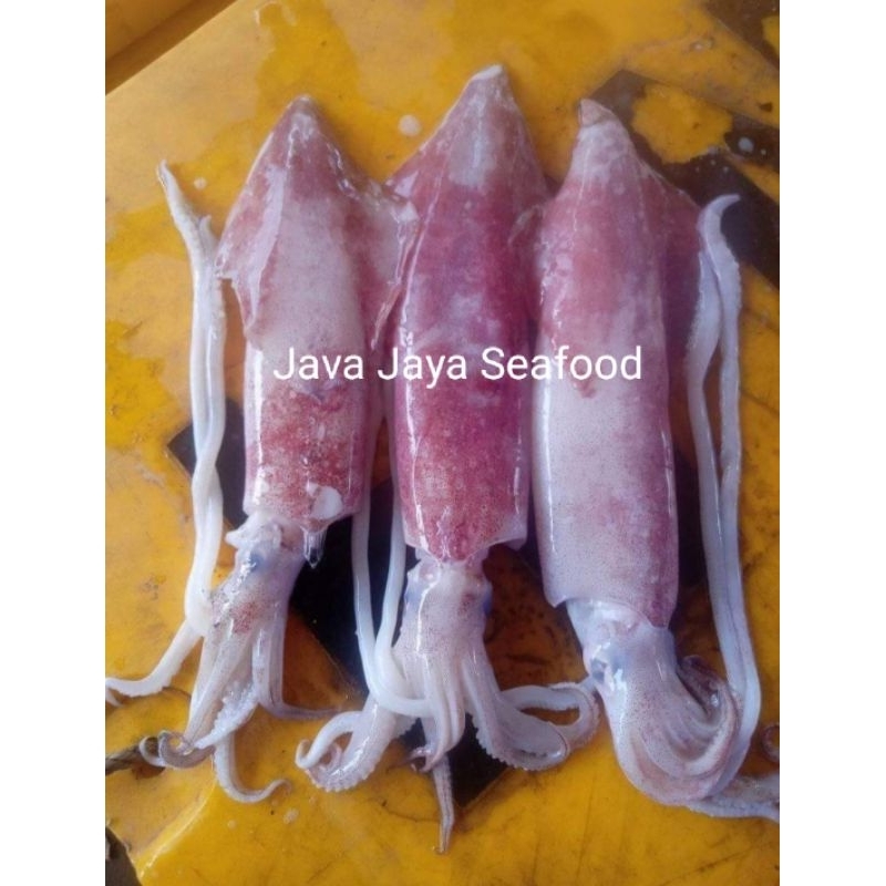 

Cumi cumi / Cumi loligo / Cumi teropong / Cumi segar