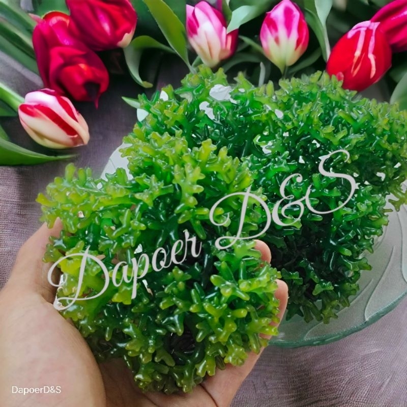 250gr Rumput laut ager laut eucheuma Cottonii gracilaria sp brokoli rumput laut hijau segar fresh