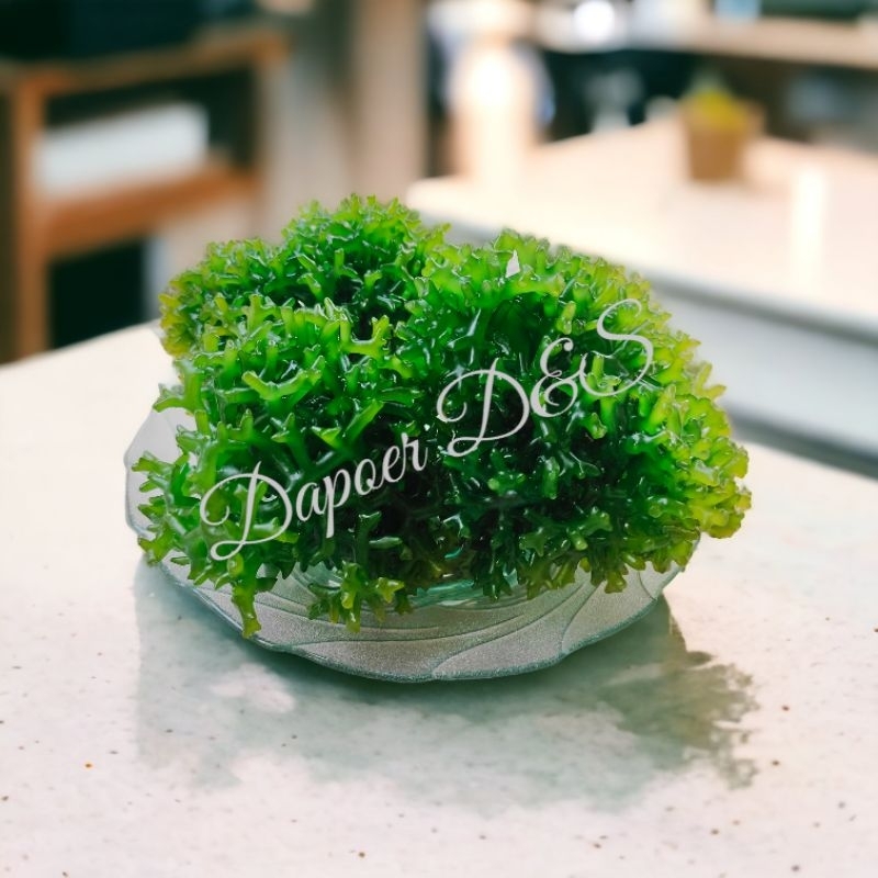 500gr Rumput laut ager laut eucheuma Cottonii gracilaria sp brokoli rumput laut hijau segar fresh