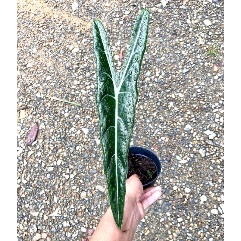 Bonggol alokasia zebrina ( isi 5 pcs )