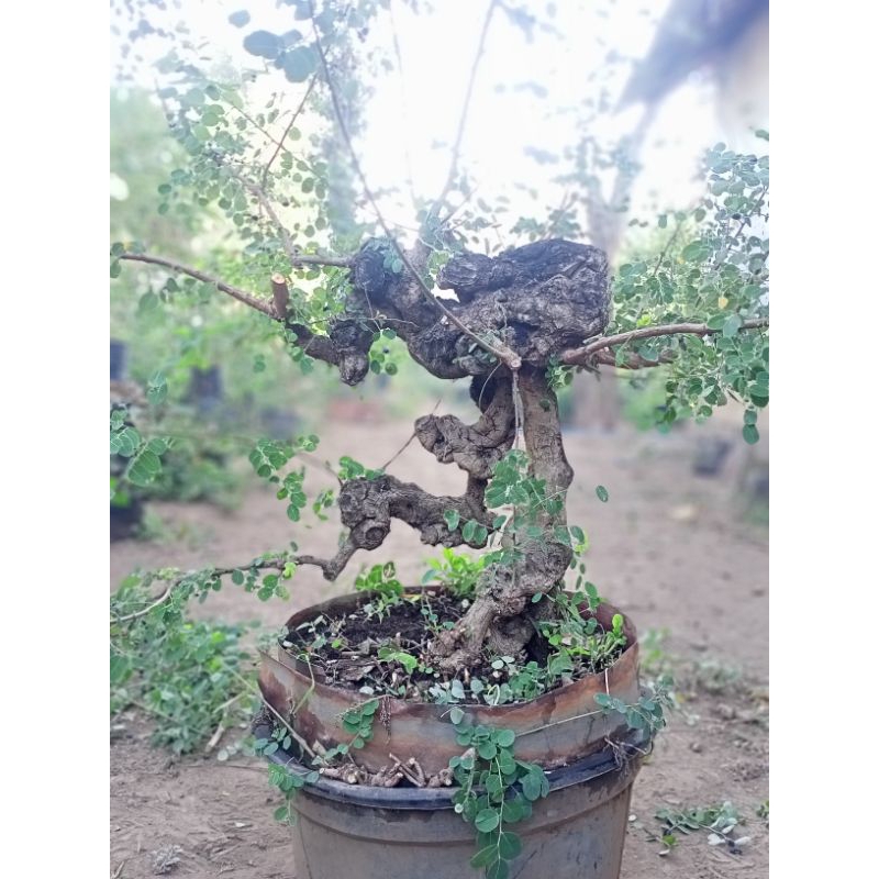 bahan bonsai ileng ileng (Phyllanthus reticulatus) mangsian