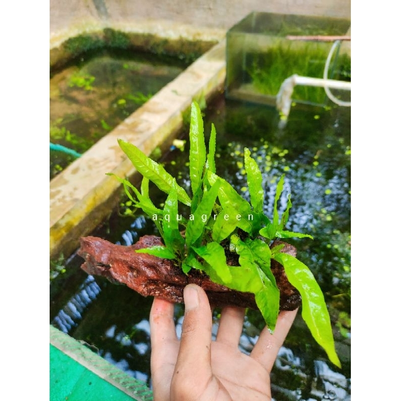 kayu rentek kadaka hiasan aquarium