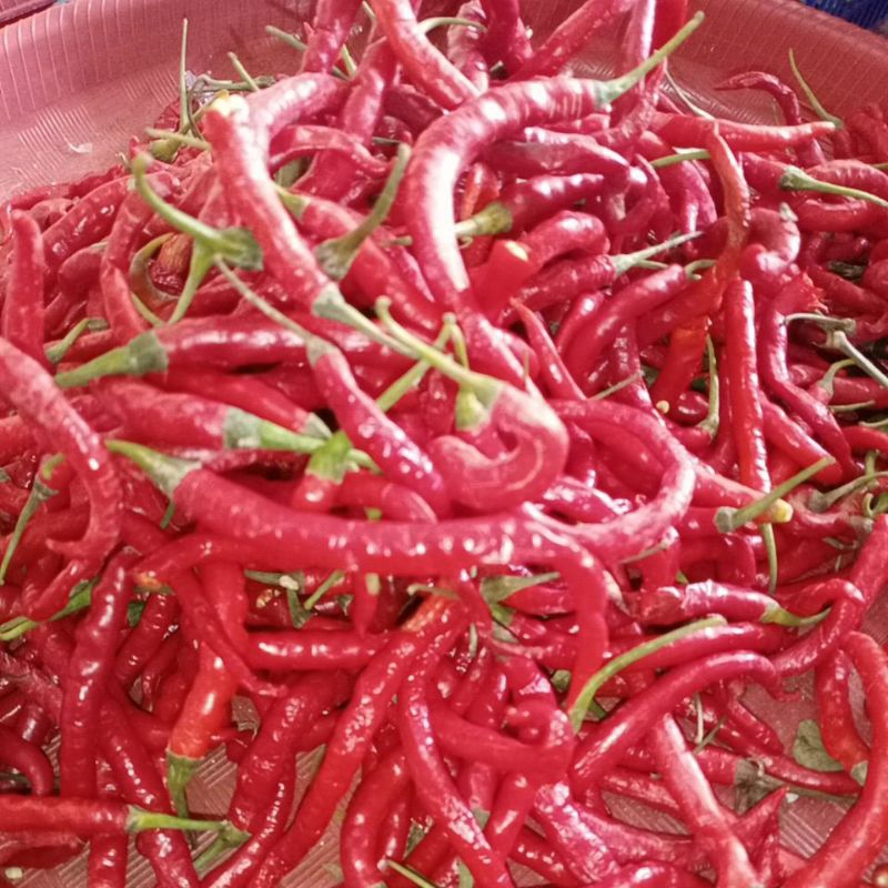 

cabe merah keriting