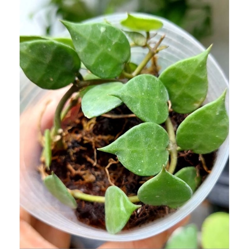 Hoya lacunosa