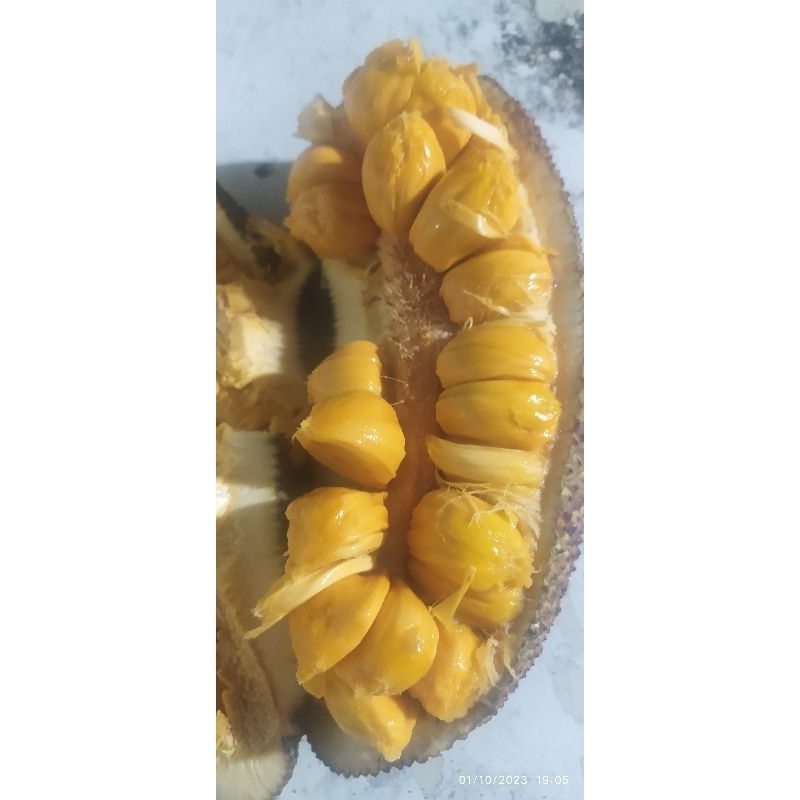 

cimpedak
