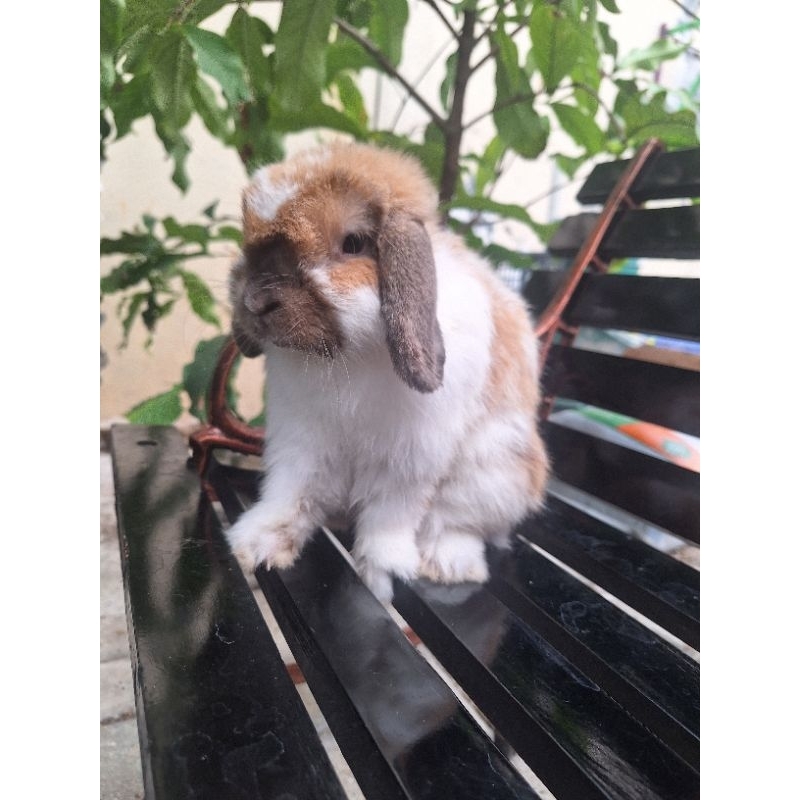 kelinci holland lop