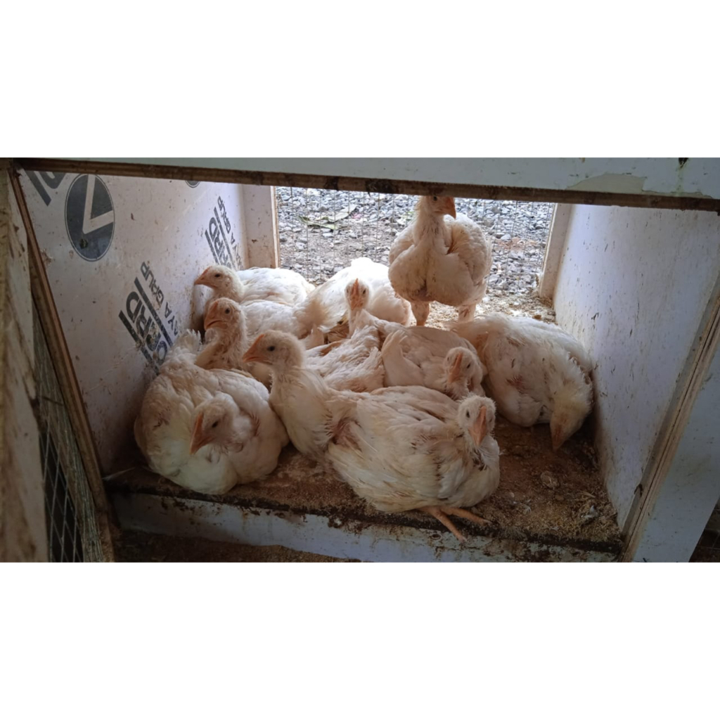 

Ayam broiler 1.2 kg