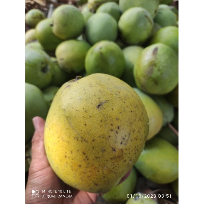 

mangga indramayu Cengkir Rasa Manis murah