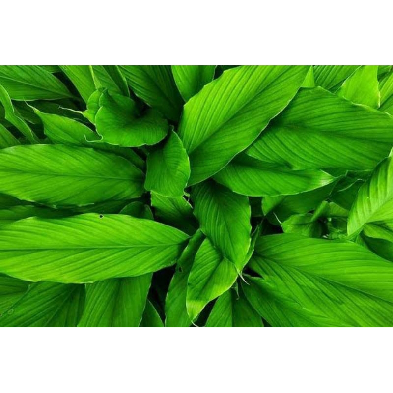 

daun lengkuas segar 300grm