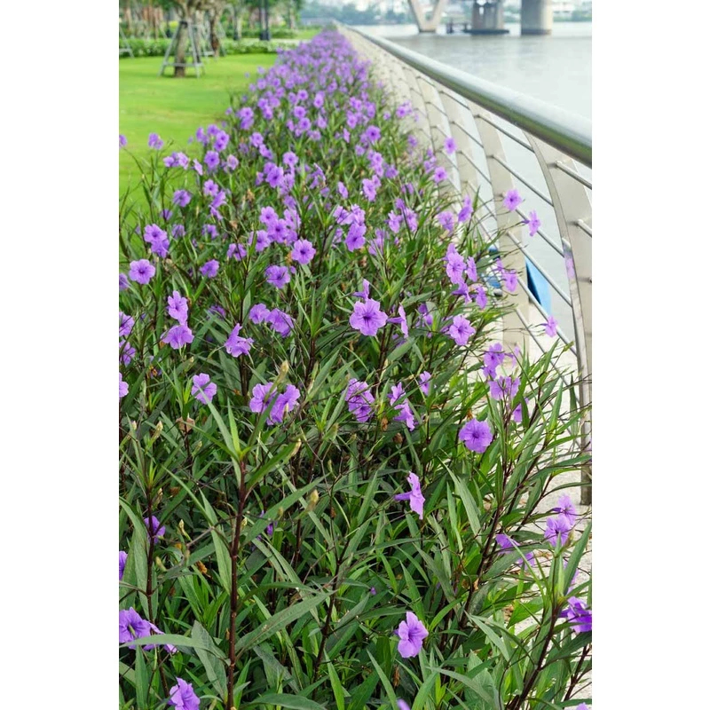 Tanaman hias Rawelia bunga ungu | Ruellia Mexicana Pitunia
