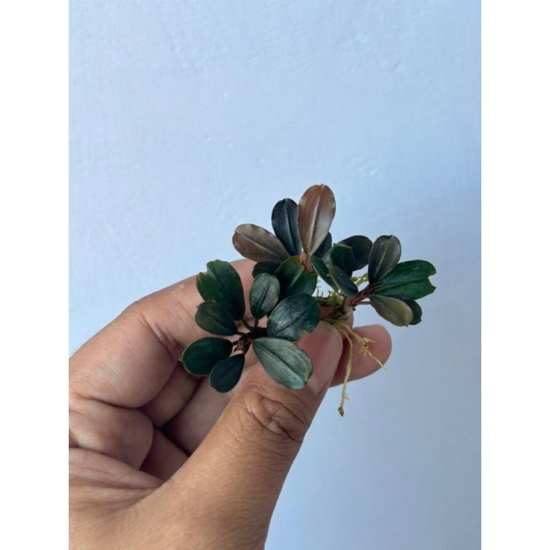 Bucephalandra Brownie Brown