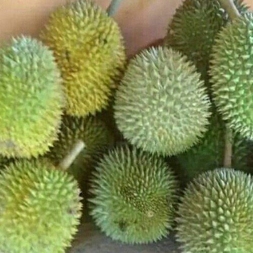 

durian lokal matang pohon satu kilo setengah gram