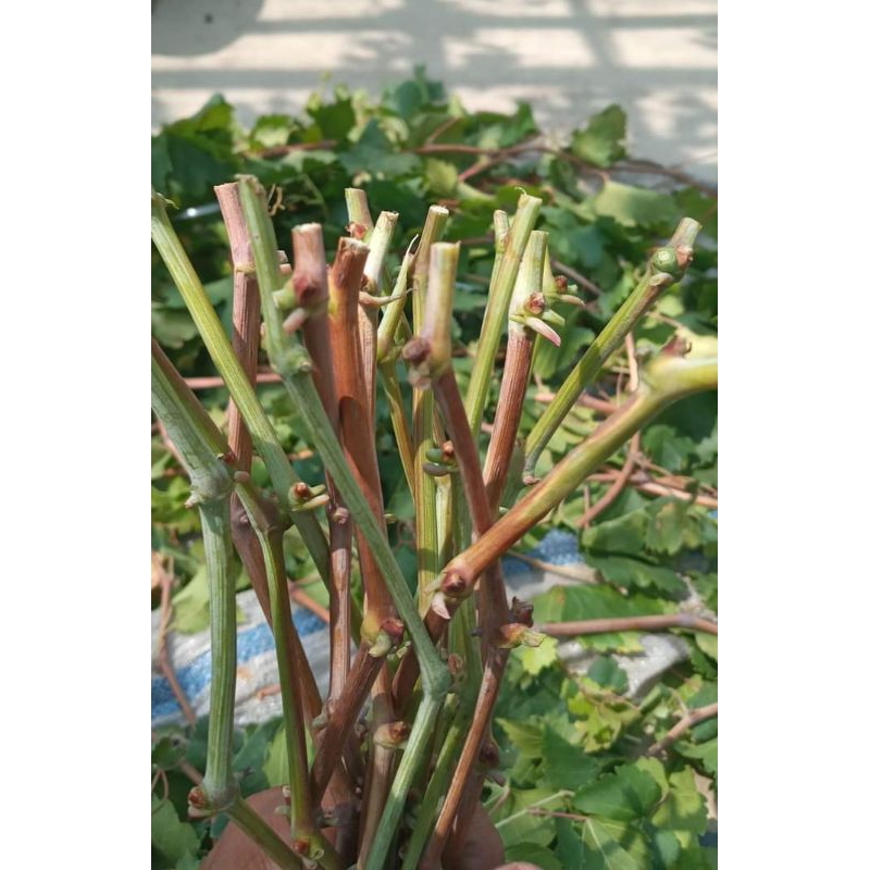 PAKET ENTRES ANGGUR IMPORT 8 VARIAN DAN PAKET 5 VARIAN RS IMPORT