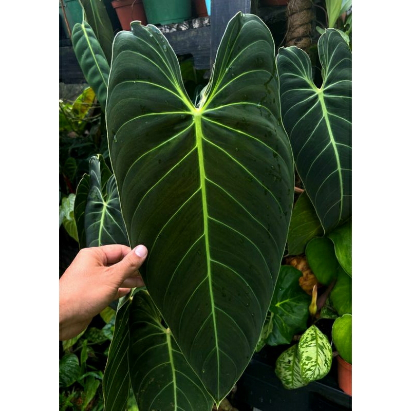 philodhendron melano crysum melano merambat