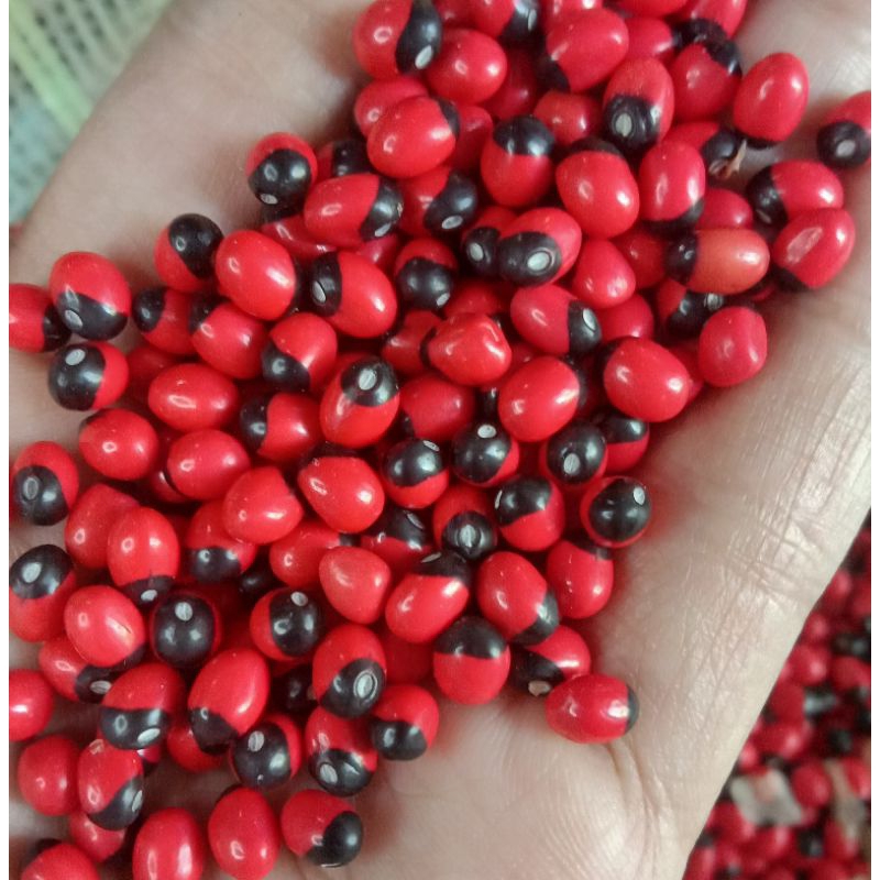 

200 biji / 500 Biji Sogok Tunteng / Saga Rambat / Biji Sogo / Biji Saga