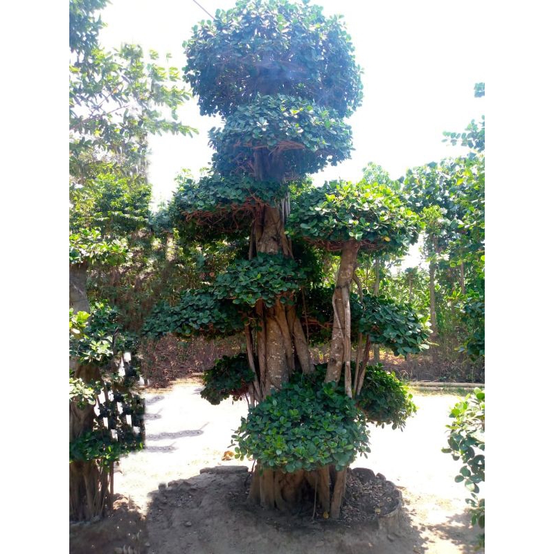 bonsai beringin dolar