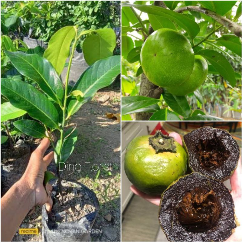 Bibit Tanaman Buah Kesemek Hitam / Black Sapote Super