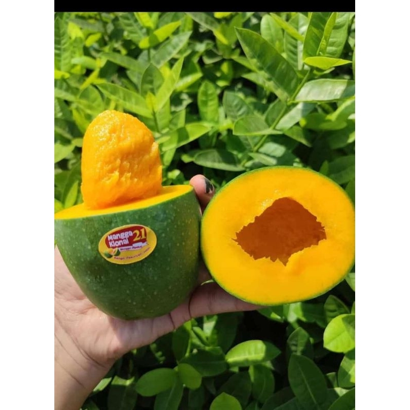 

Mangga Alpukat Clonal 21 Dus 5kg