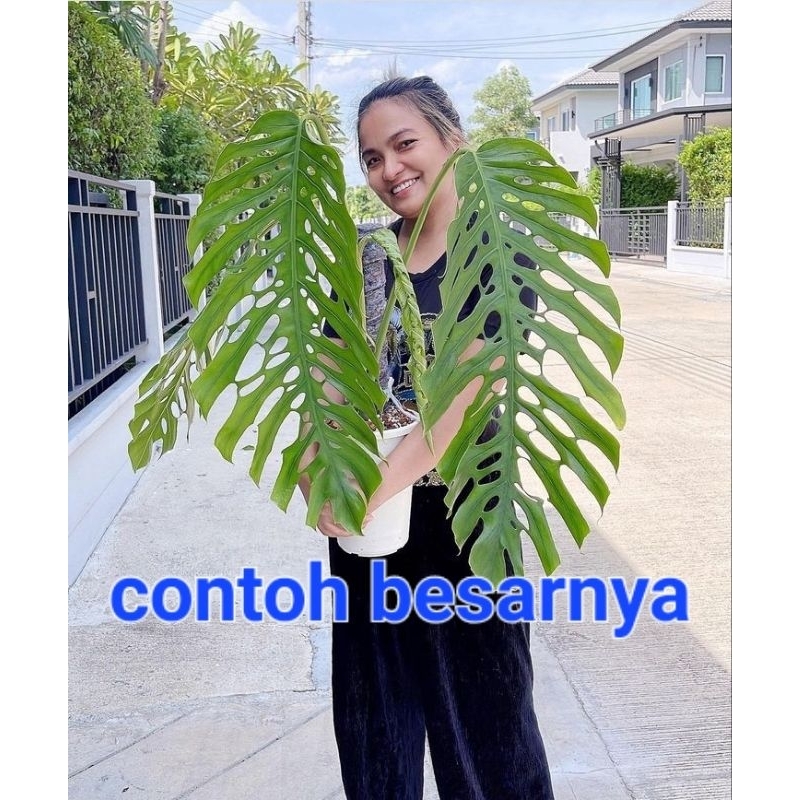 tanaman hias monstera Dubia original