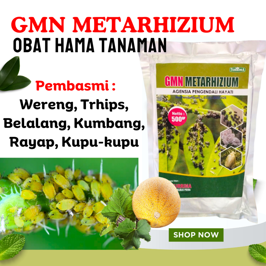 Metarhizium Obat Pembasmi Hama Kutu Serangga, Obat Hama Daun Mangga