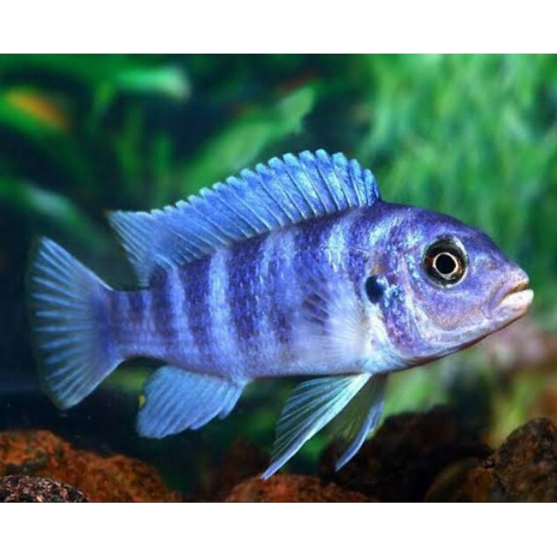 hiasan lombardi cichild